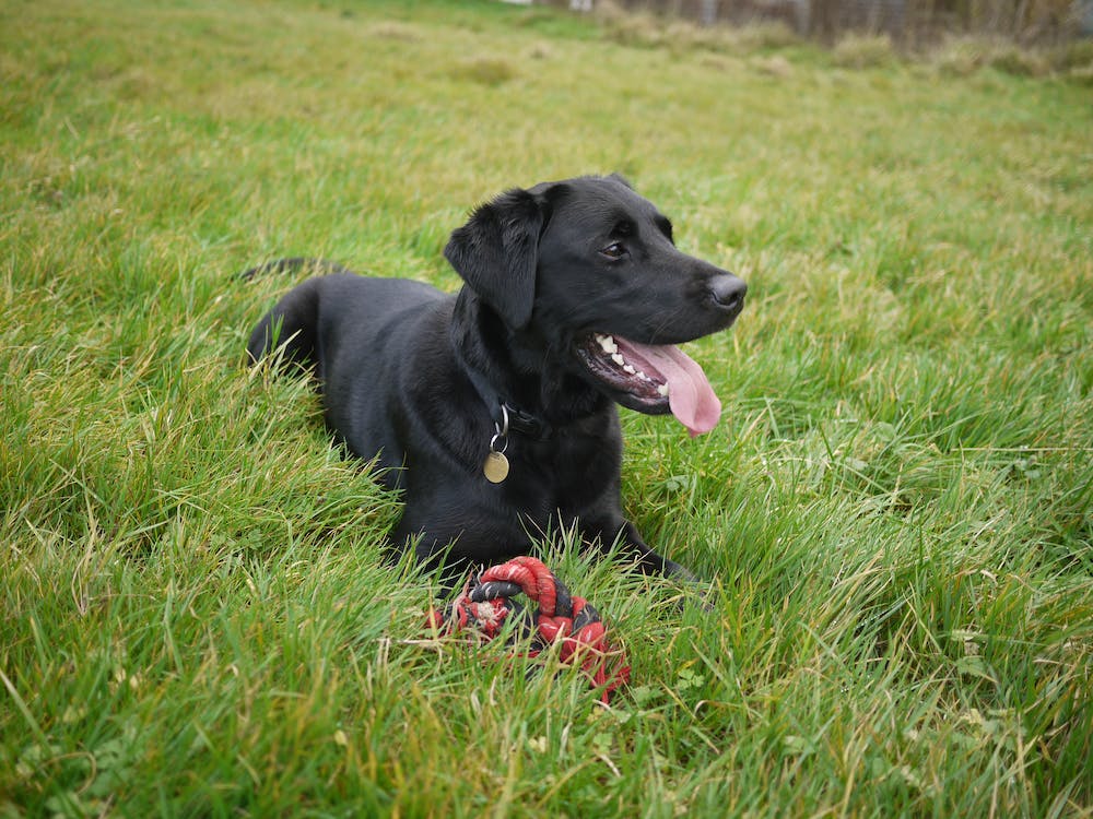 Labrador Retrievers