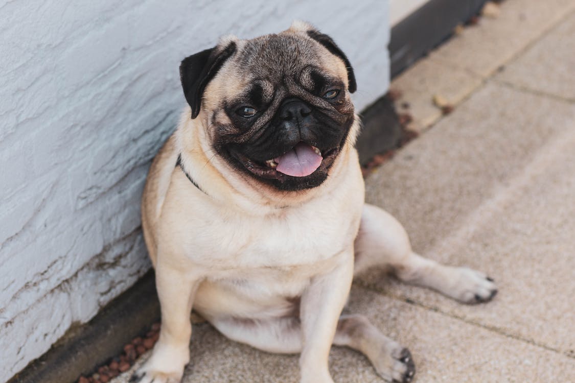 Pugs | thepetsrise.com