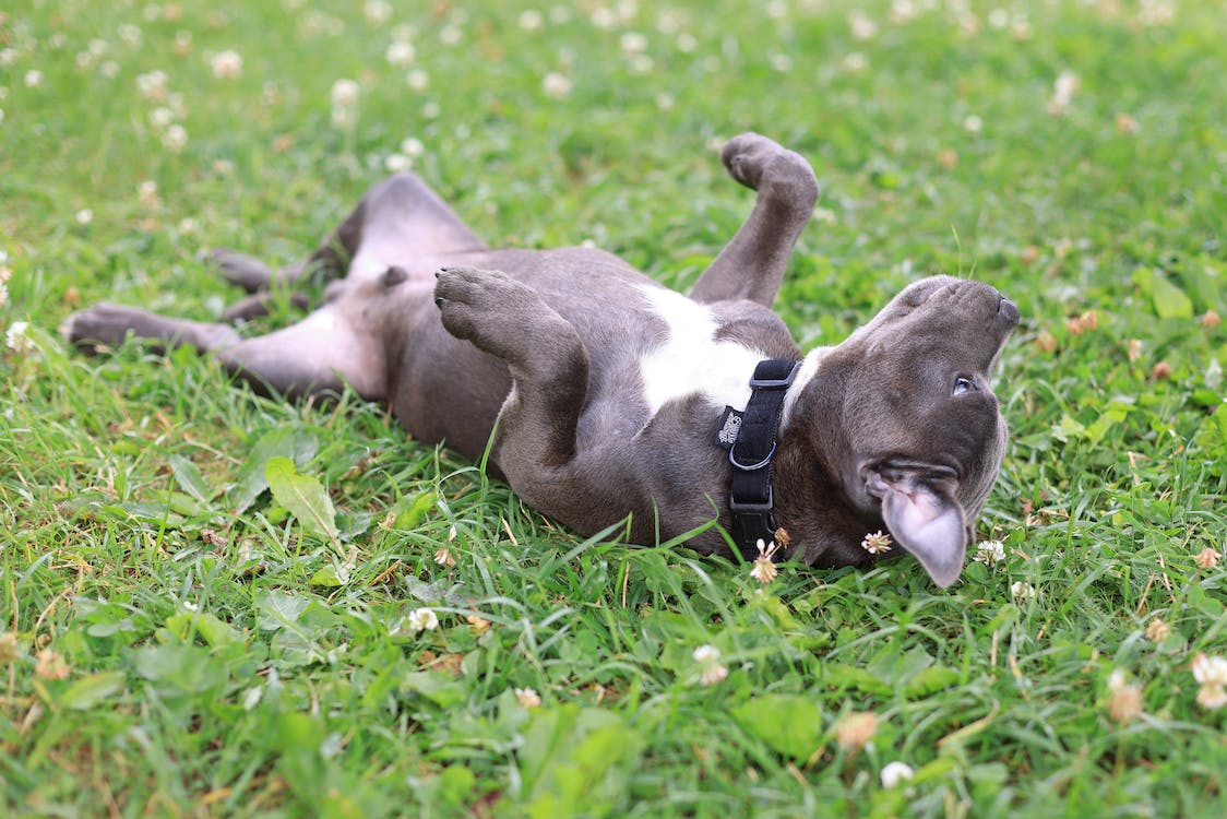 Rollover | thepetsrise.com