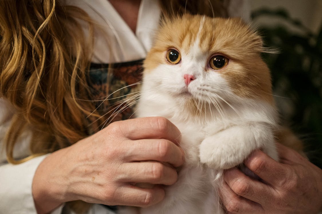 Scottish Fold | best cat breeds for first time owners | thepetsrise.com