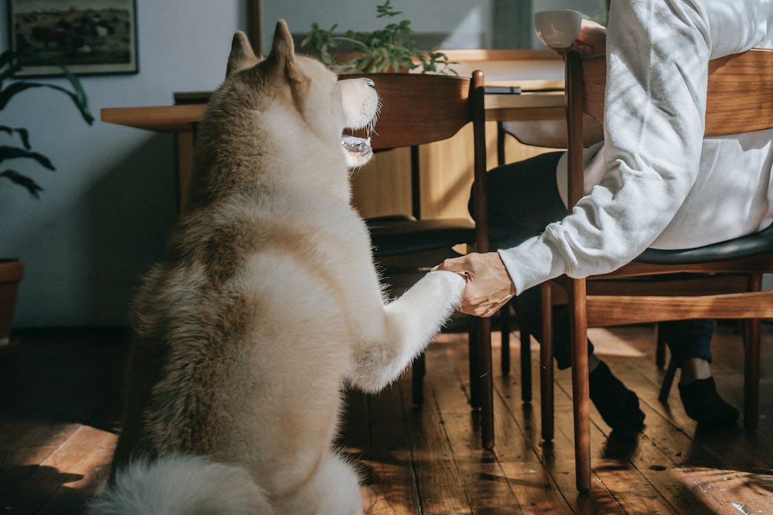 Shake Hands or High-Five | thepetsrise.com