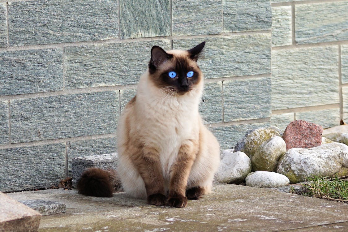 Siamese | best cat breeds for first time owners | thepetsrise.com