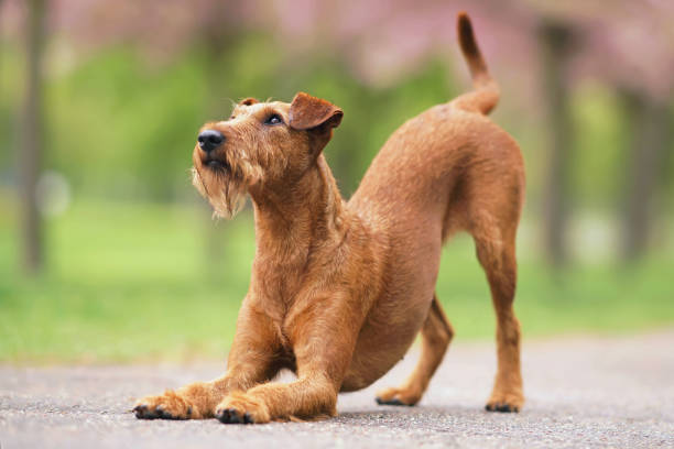 Take a Bow | thepetsrise.com