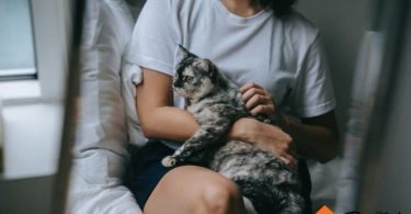 Things to know before getting a cat | thepetsrise.com