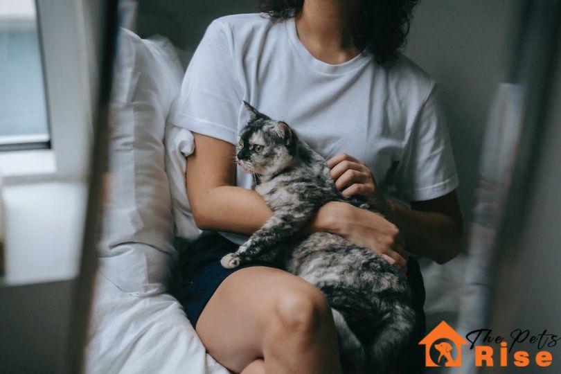 Things to know before getting a cat | thepetsrise.com