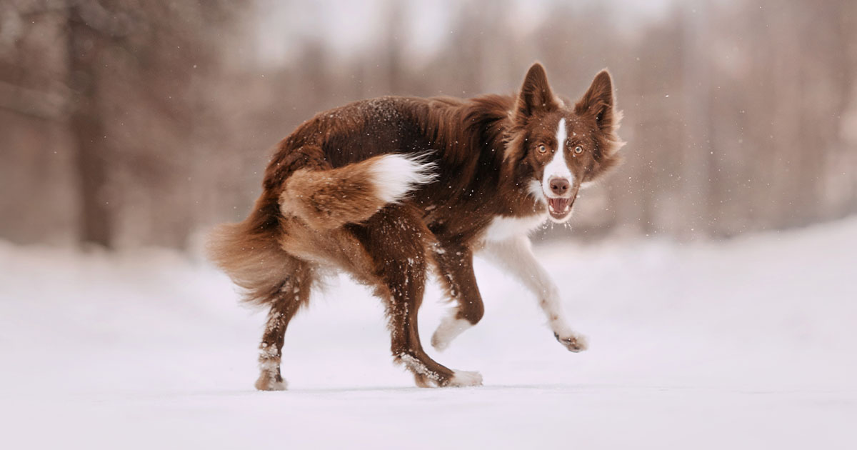 Twirl dog | thepetsrise.com