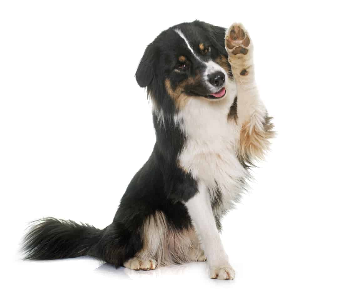Dog Wave | thepetsrise.com