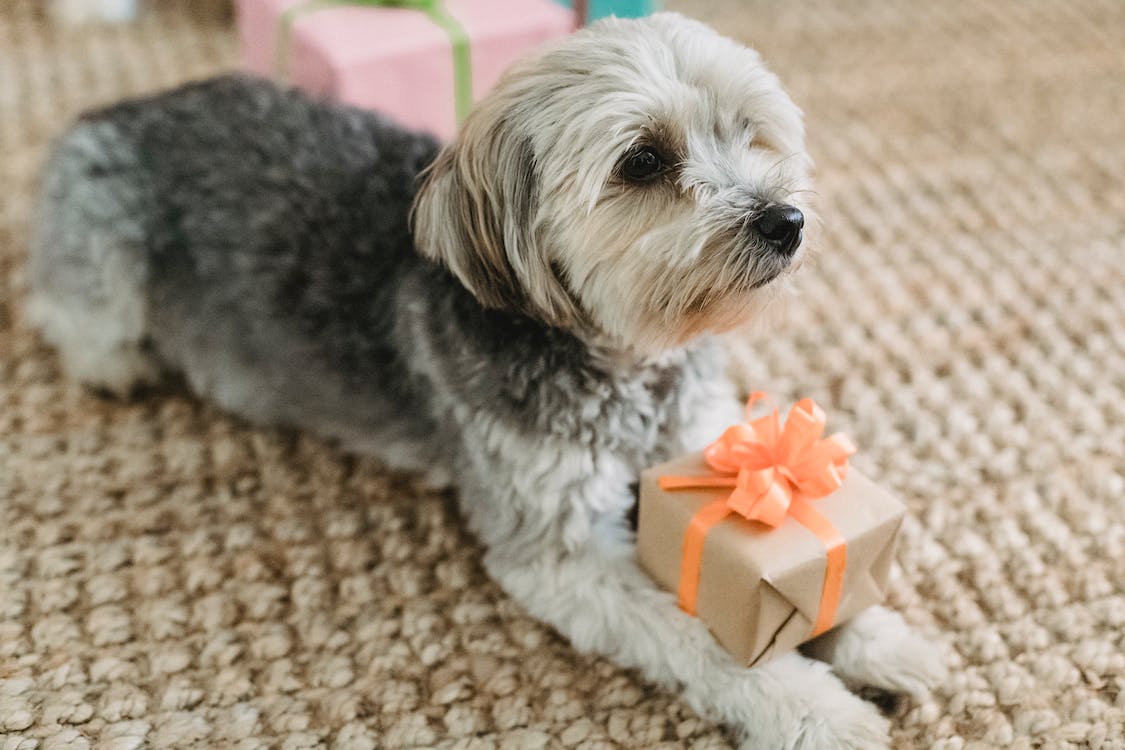 Yorkshire Terriers | thepetsrise.com
