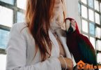 best bird for you | thepetsrise.com