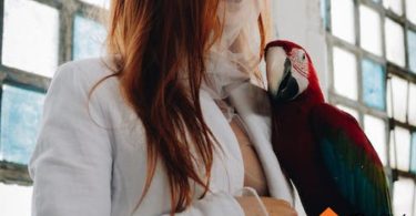 best bird for you | thepetsrise.com