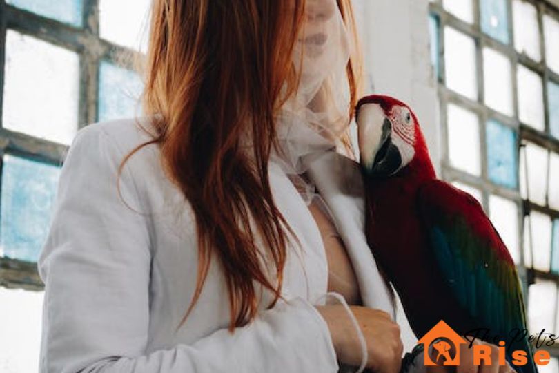 best bird for you | thepetsrise.com