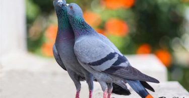 best friendly pet birds | thepetsrise.com