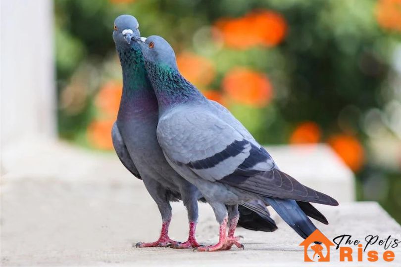 best friendly pet birds | thepetsrise.com