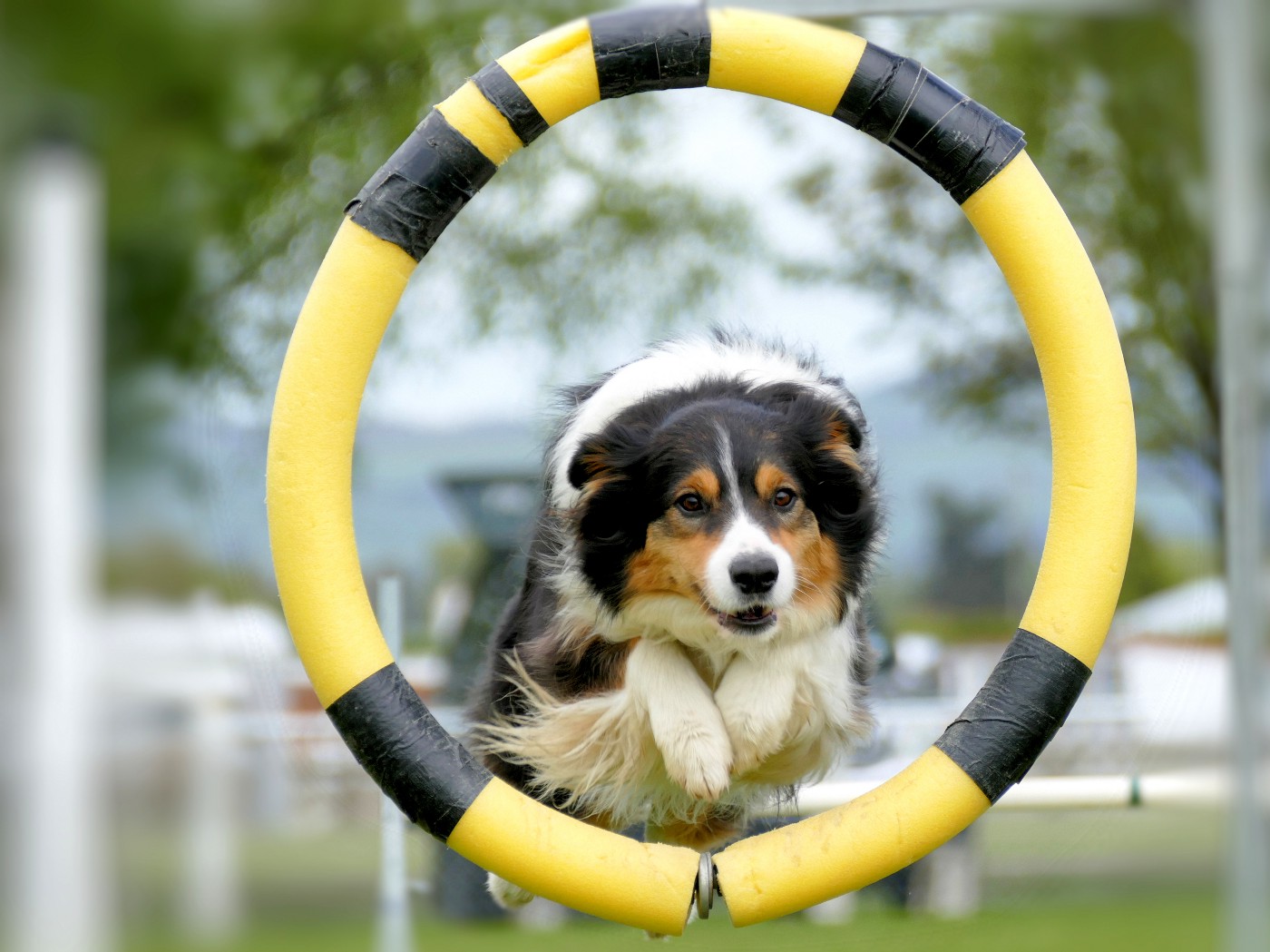Jump Through a Hoop | thepetsrise.com