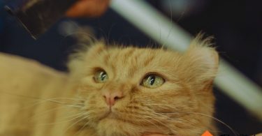 how to groom a cat at home | thepetsrise.com