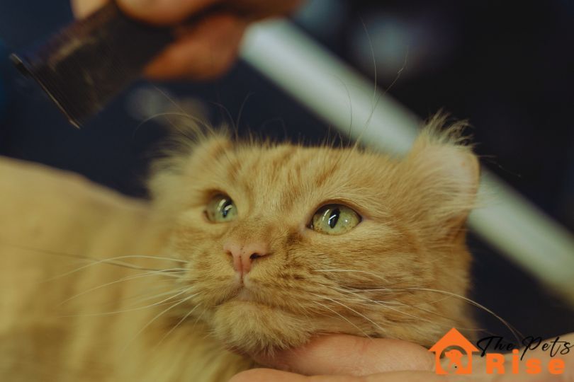 how to groom a cat at home | thepetsrise.com