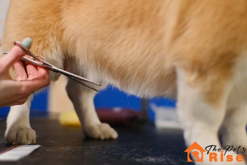 how to groom a dog at Home | thepetsrise.com
