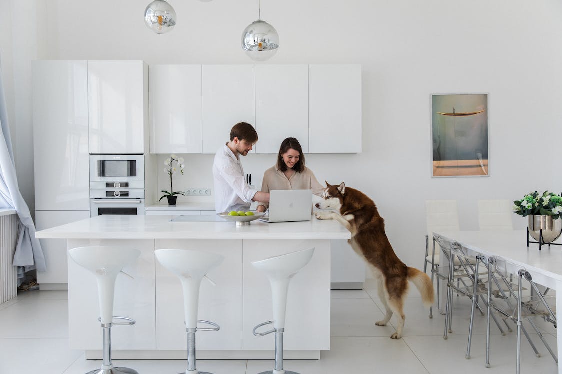 standing | thepetsrise.com