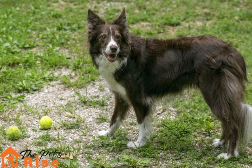 Border Collie