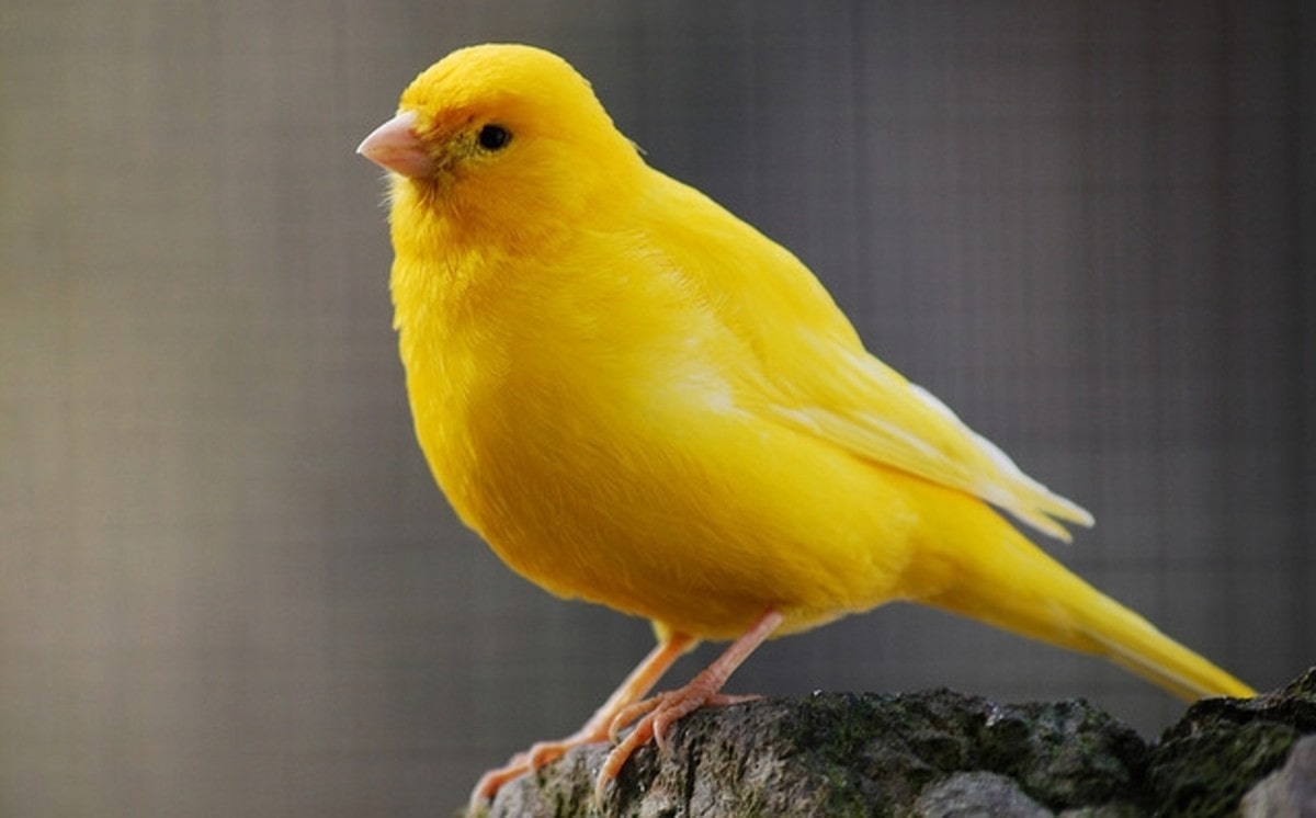 Canaries | thepetrise.com