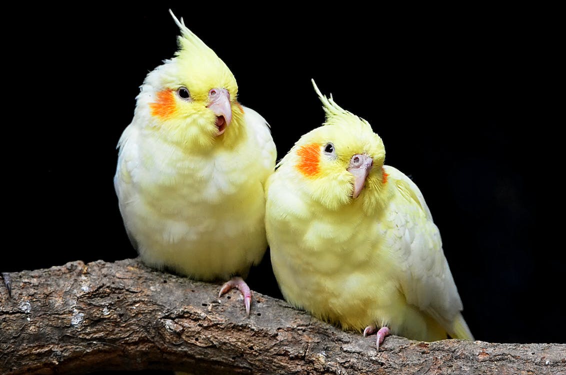 Cockatiels | thepetrise.com