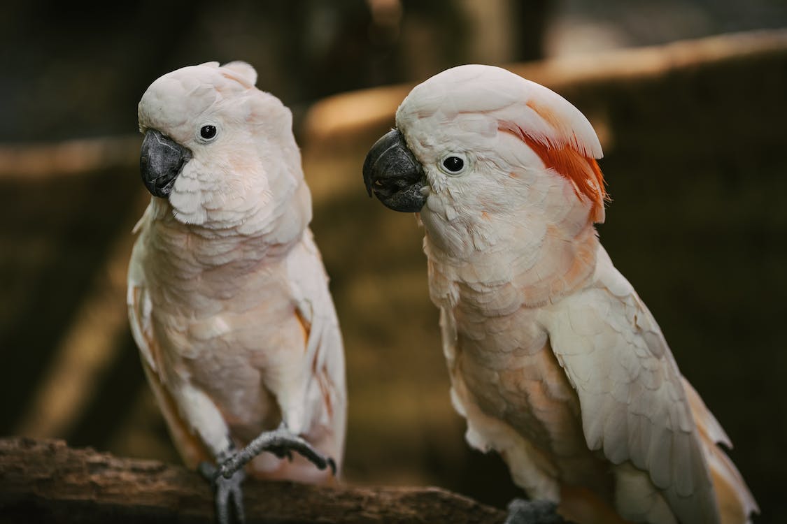 Cockatoos | thepetsrise.com
