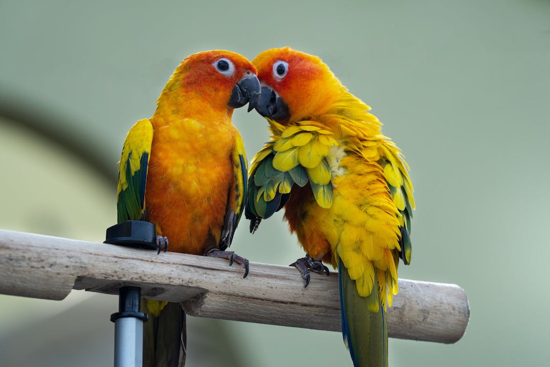 Conures | thepetrise.com
