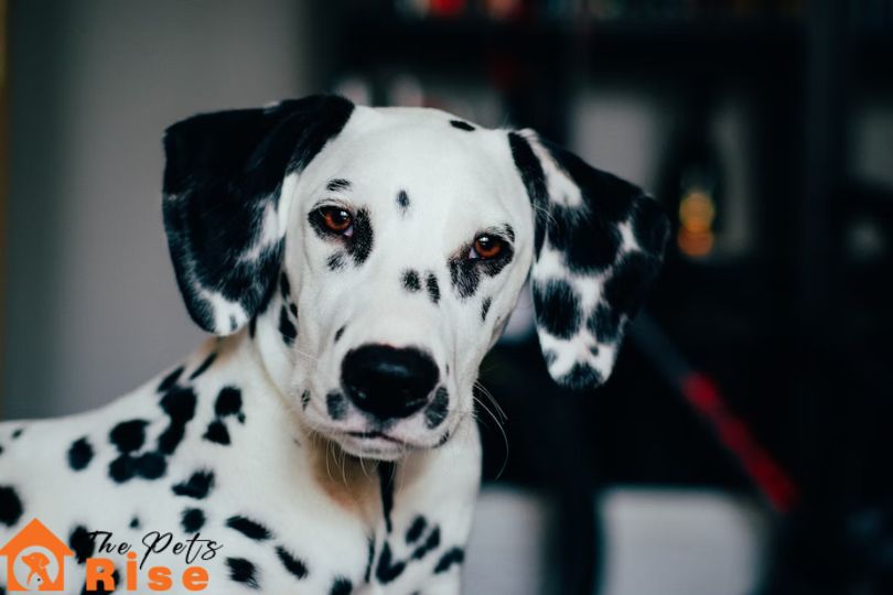 Dalmatian