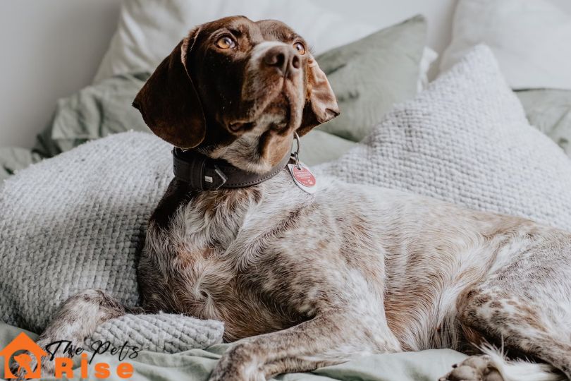 German Shorthaired Pointer