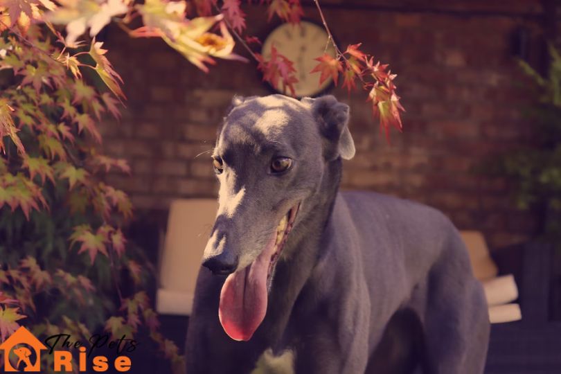 Greyhound
