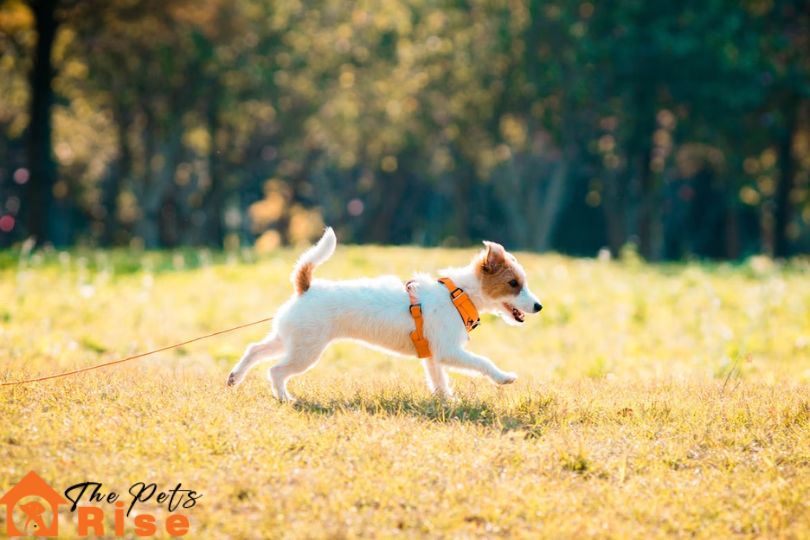 Jack Russell Terrier