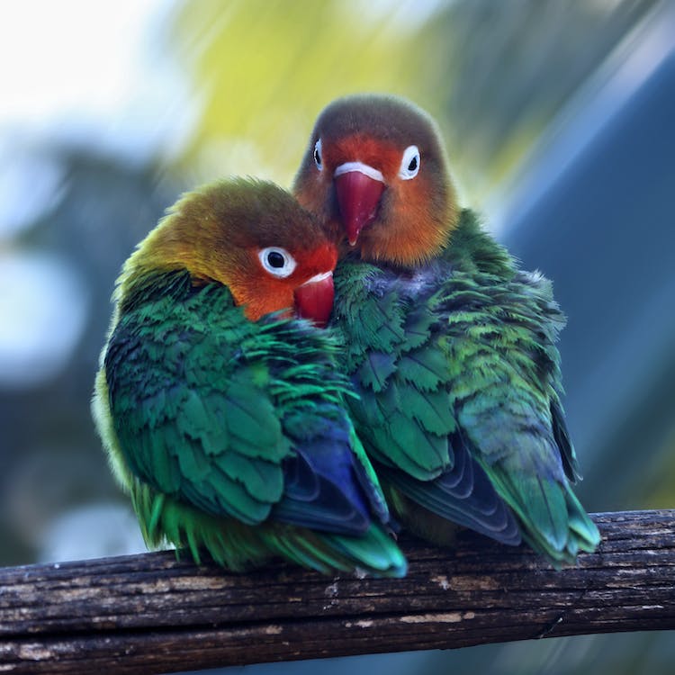 Lovebirds | thepetrise.com