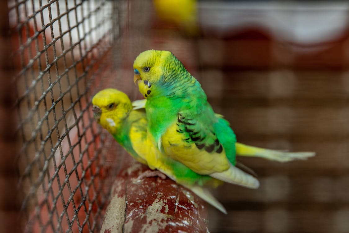 Parakeets | thepetrise.com