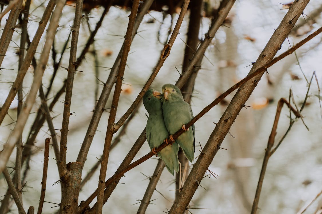 Parrotlets | thepetsrise.com