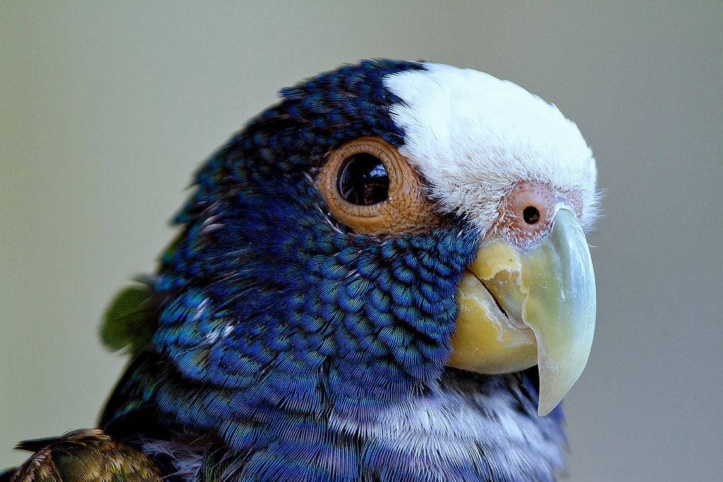 Pionus Parrots | thepetsrise.com