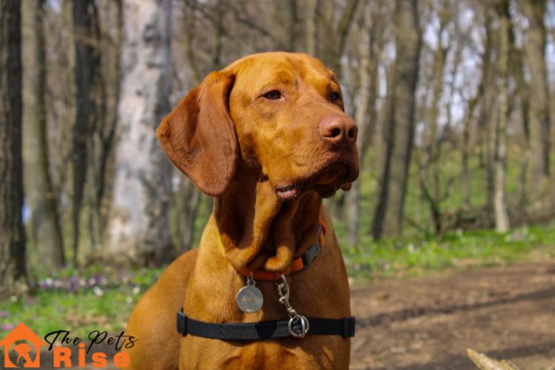Vizsla