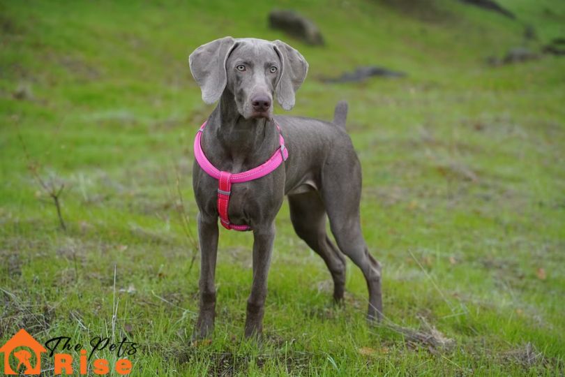 Weimaraner