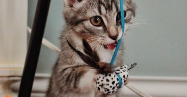 cat chewing
