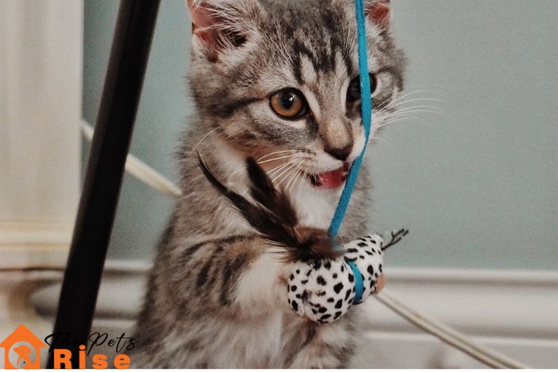 cat chewing