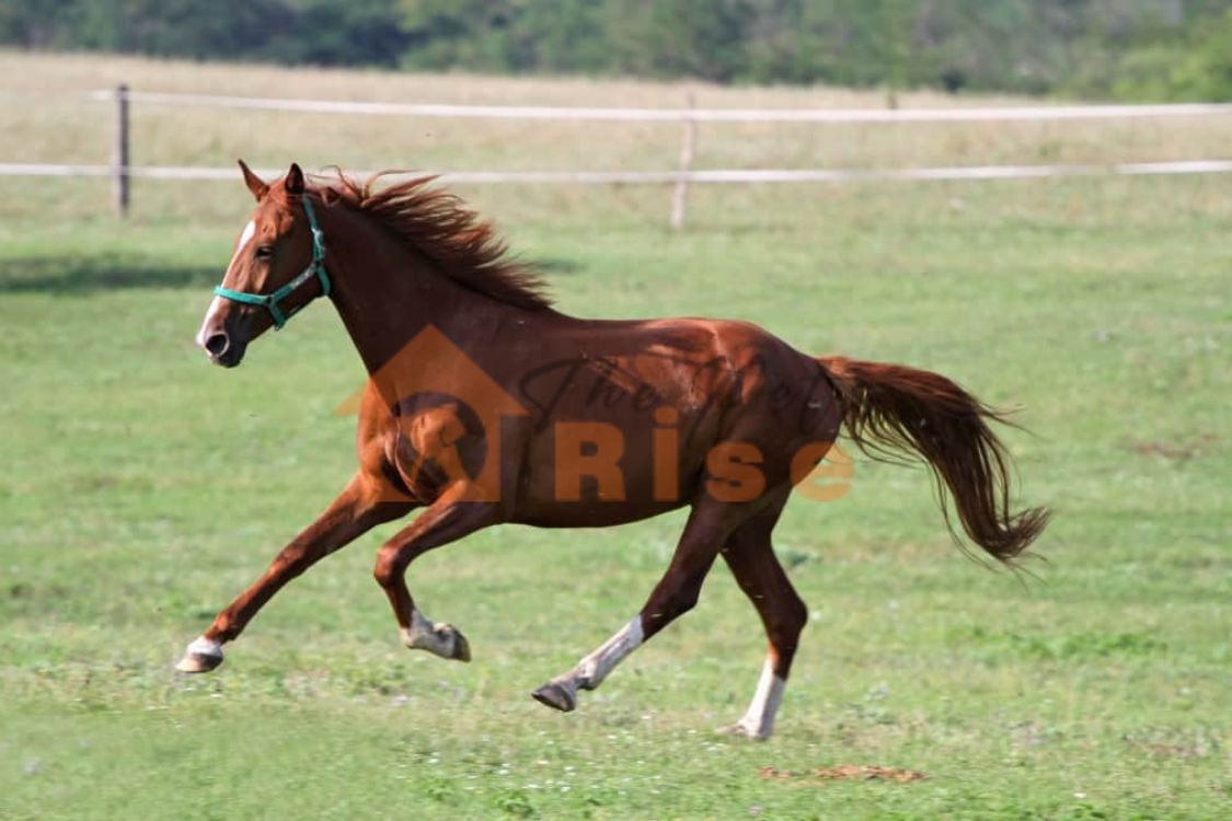 Anglo Arab