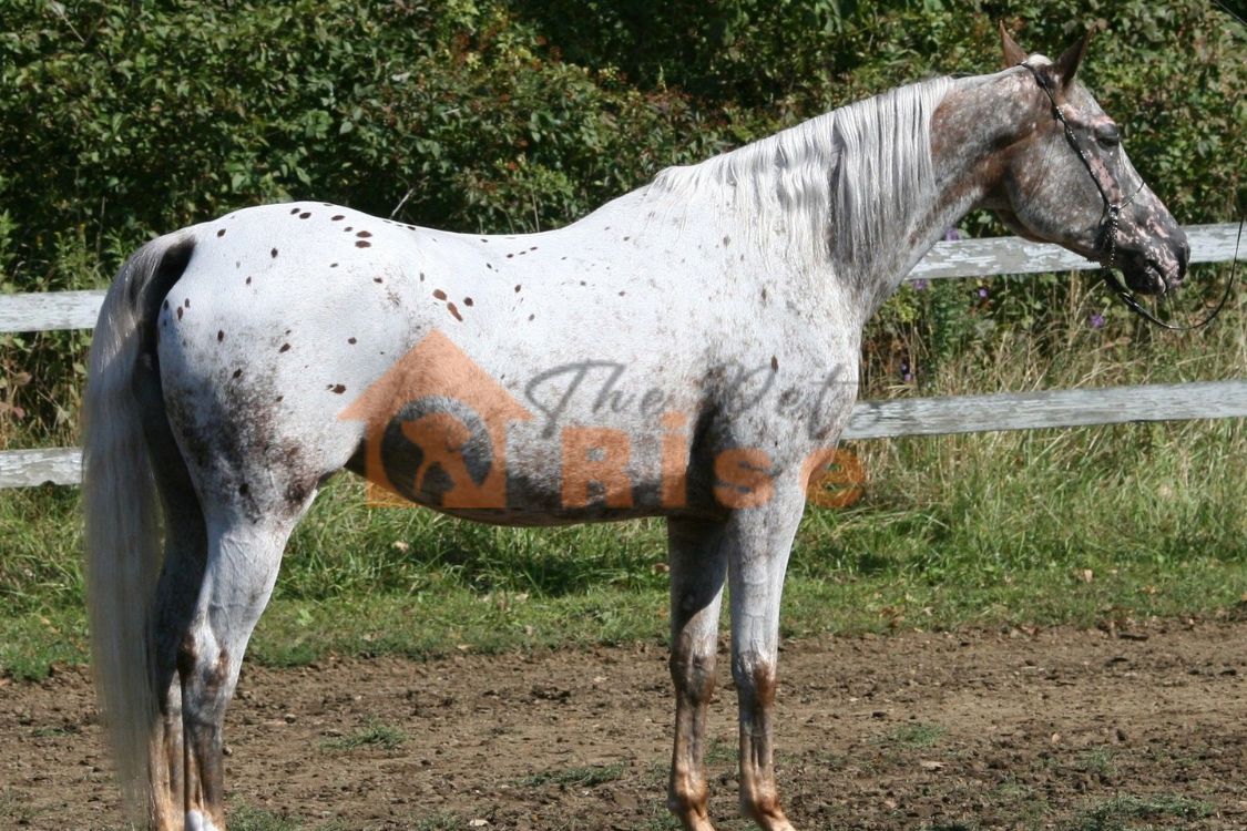 ArAppaloosa
