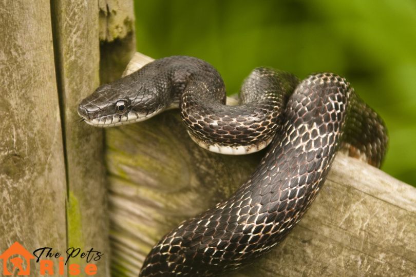 Black Rat Snake