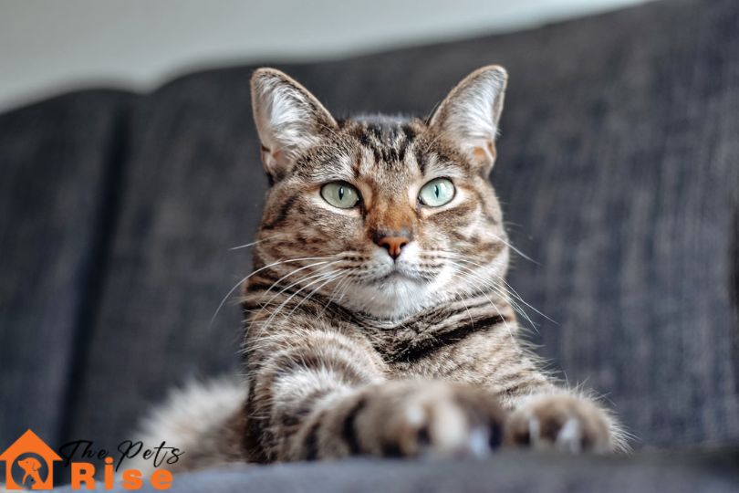 British Shorthair Cats