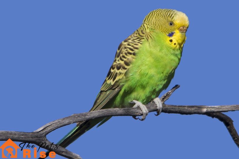 Budgerigar