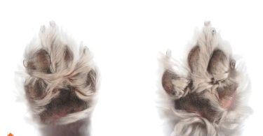 Clipping dog's nails