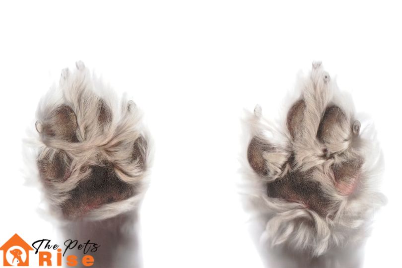Clipping dog's nails