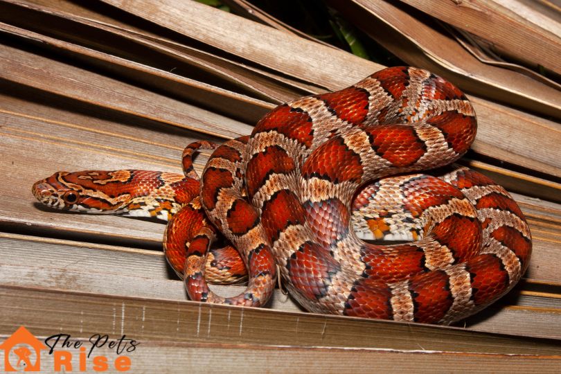 Corn Snakes