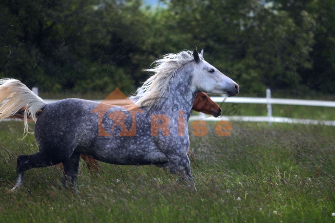 Desert Norman Horse