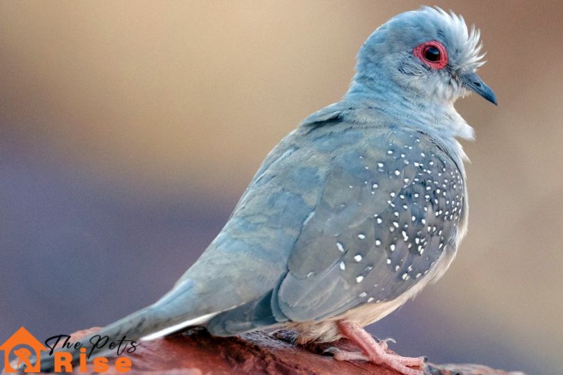 Diamond Dove