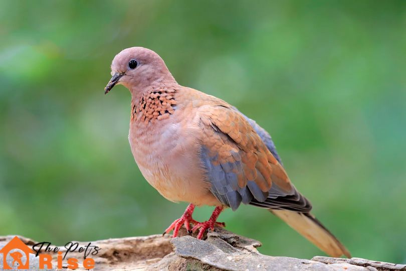 Dove